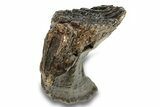 Fossil Woolly Mammoth Molar - Siberia #259878-4